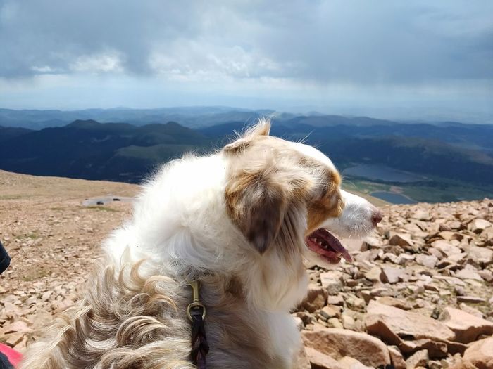 Close-up of dog on landscape against sky