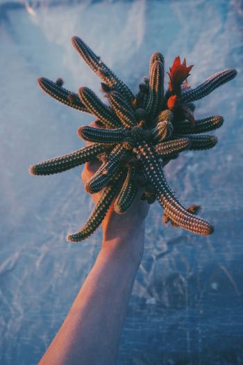 Close-up of a hand holding a cactus