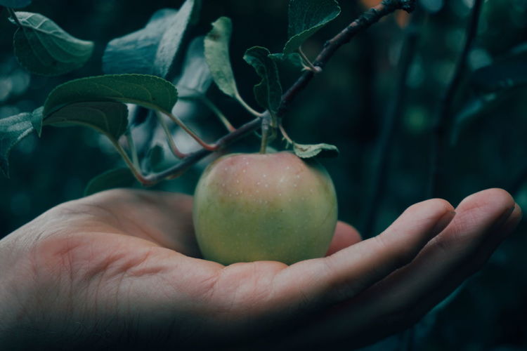 Cropped hand holding growing apple on tree