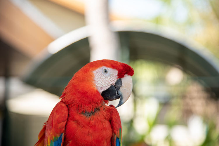 Close-up of parrot perching