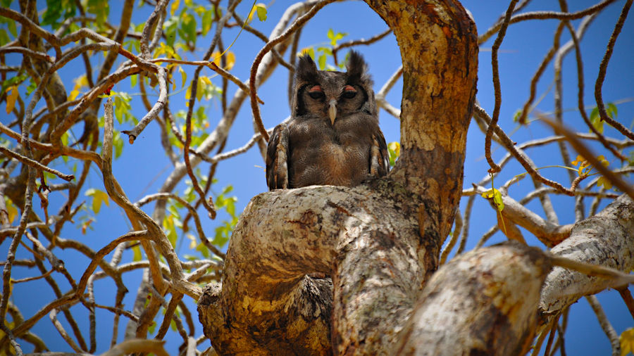 Low angle portrait of an owl on tree