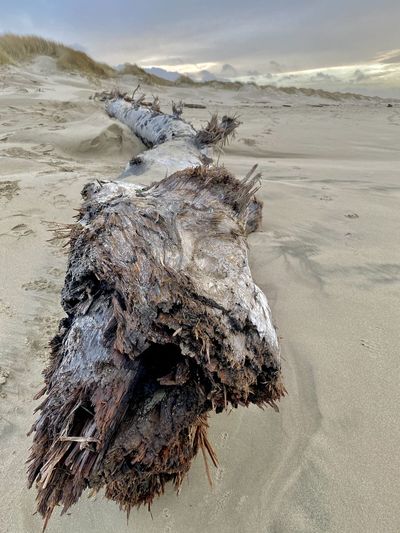 Driftwood on sand at beach