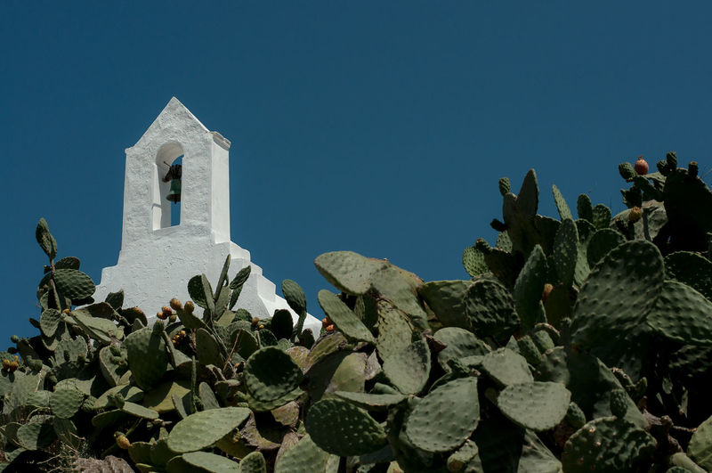 Prickly pear cactus growing outside temple against clear blue sky