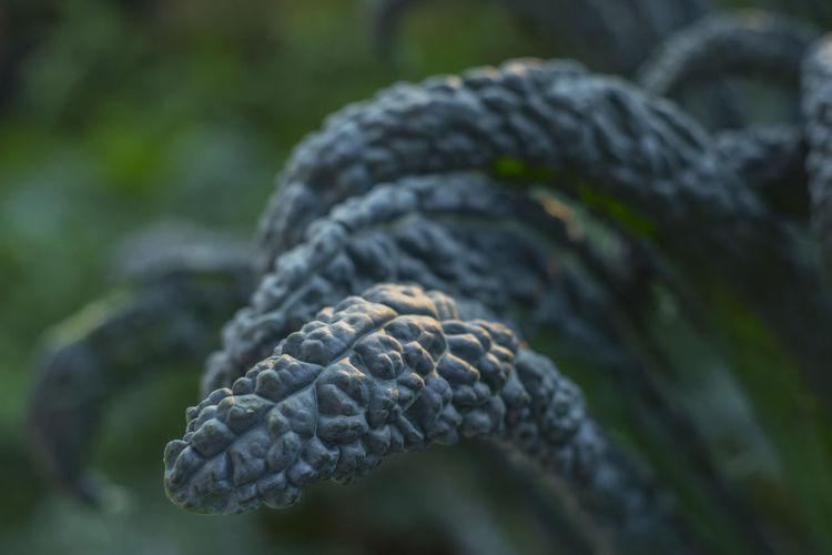 Close-up of kale