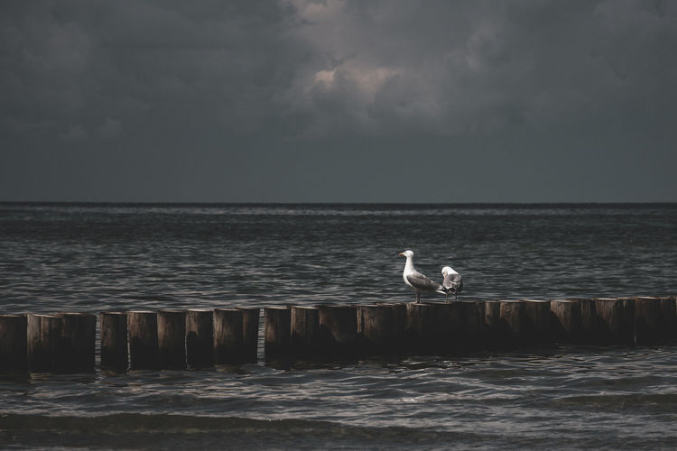 Seagulls on wooden posts in seas against cloudy sky