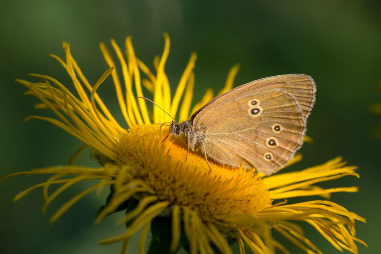 Close-up of butterfly pollinating on flower