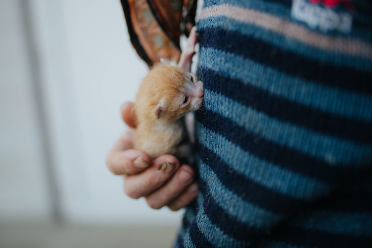 Man holding little kitten closeup.