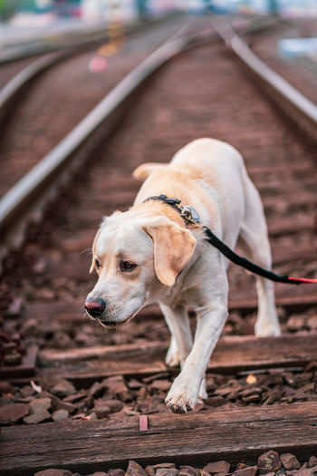 Portrait of a dog on railroad tracks. labrador retriever.