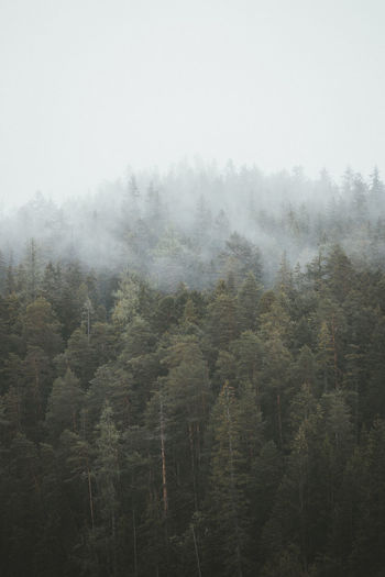 Scenic view of forest against sky during foggy weather