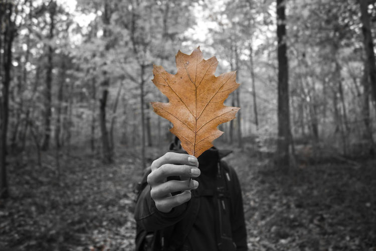 Close-up of person holding maple leaf on field in forest