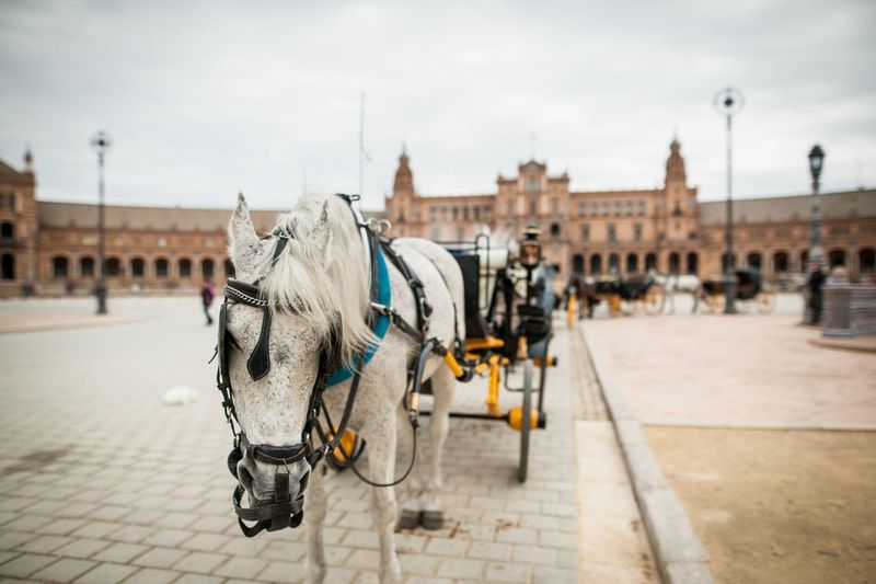 Horse carts on street at plaza de espana