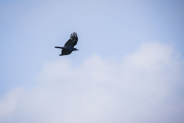 Low angle view of bird flying in sky