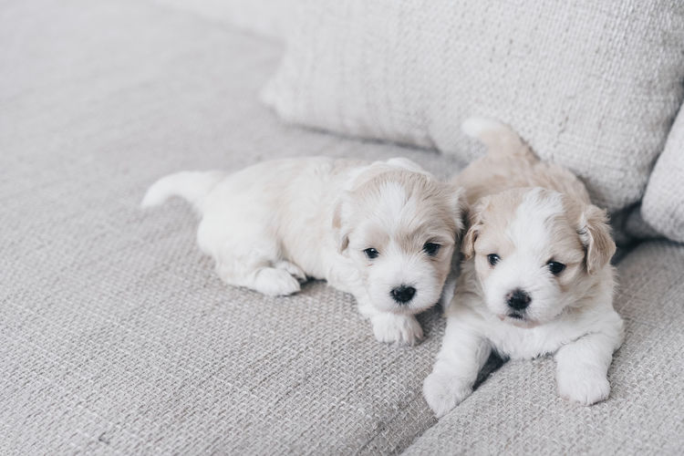 High angle view of cute puppies on sofa