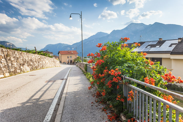 Rural road in trento, alps on background, focus on flowers of chinese trumpet vine