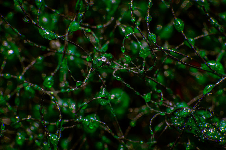 Full frame shot of raindrops on tree