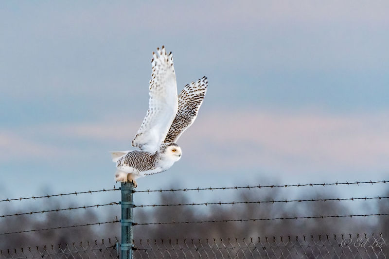 Low angle view of snowy owl flying against sunset sky