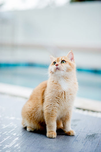 An orange cat is sitting by the pool at my house. real cat lover concept