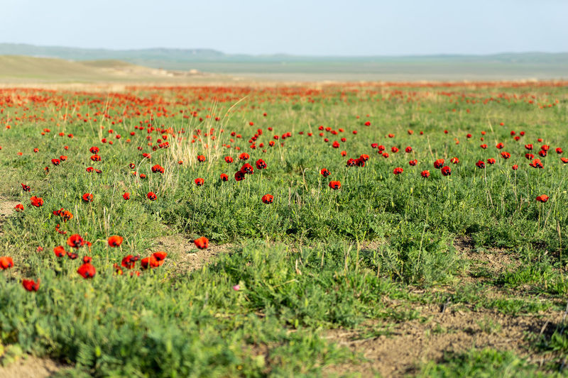 Poppies growing on field