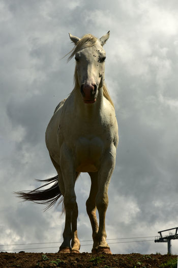 Portrait of horse