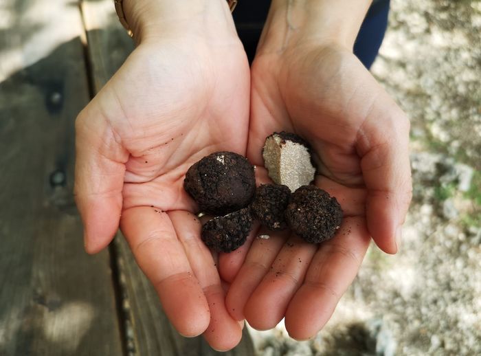 Black truffle in the hands