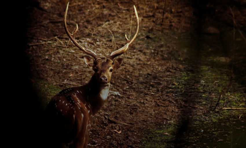 Portrait of a deer