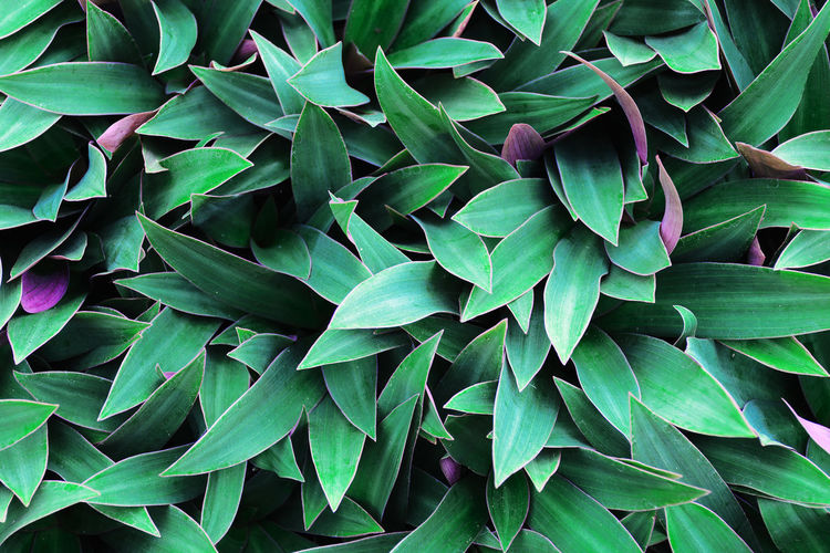 Green leaves background. use for wallpaper, backdrop or design element in natural concept. 