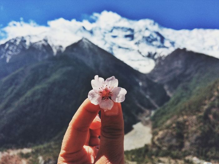 Close-up of hand holding cherry blossom against mountains