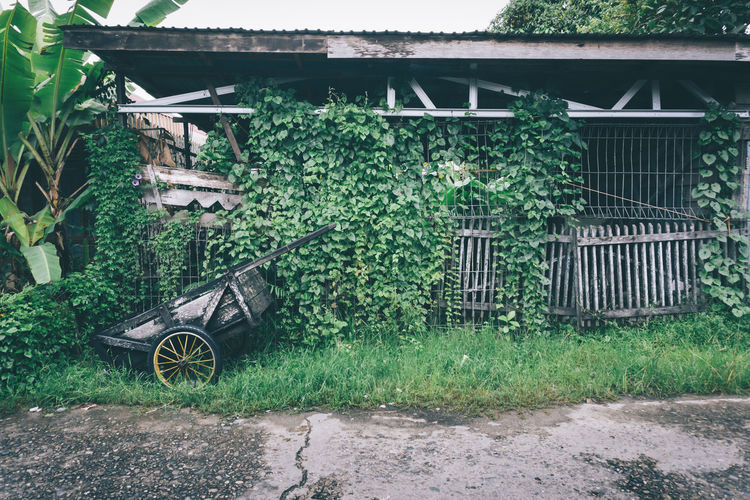 Ivy growing on shed