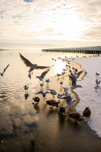 Flock of seagulls on beach