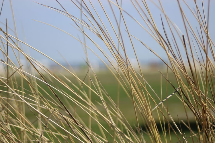 Close-up of stalks in field against sky