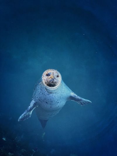 Hello seal 