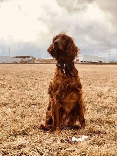 Dog sitting in a field