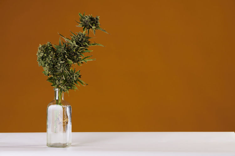 A bouquet of marijuana in a vase on a orange background