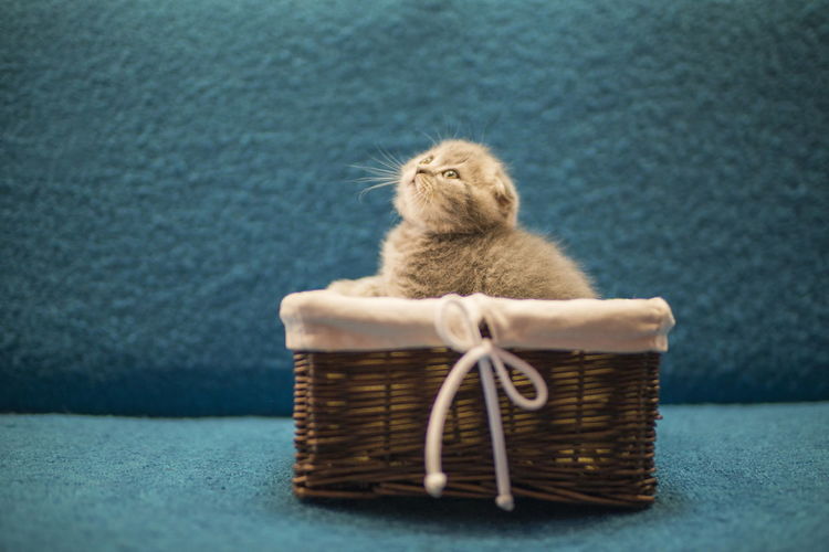 Cat sitting on wicker basket