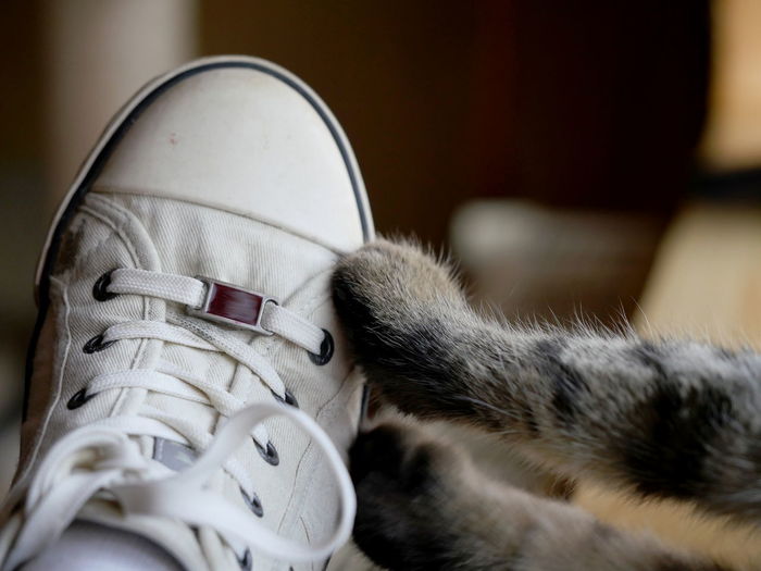 Close-up of cat paw on shoes