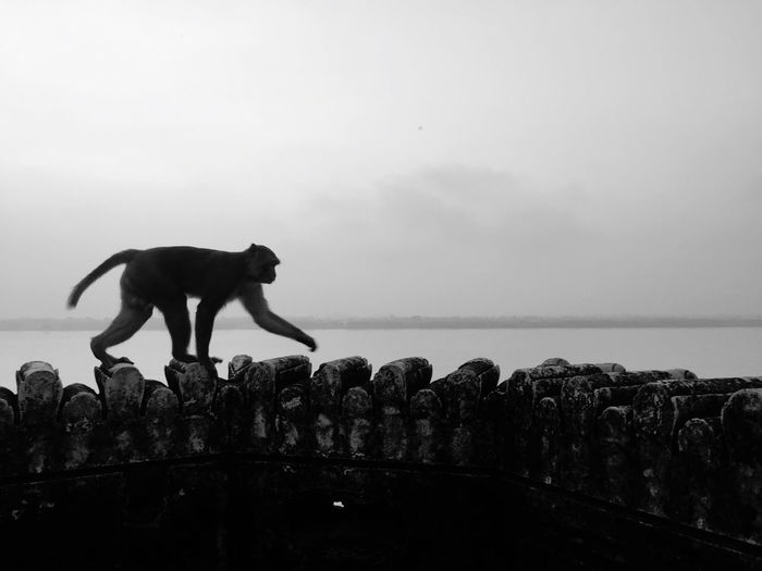 Monkey on edge of building by a river 