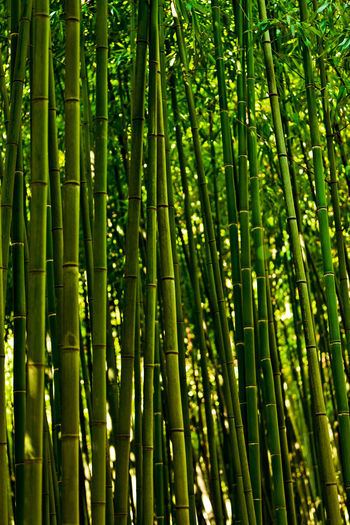 Full frame shot of bamboo trees in forest