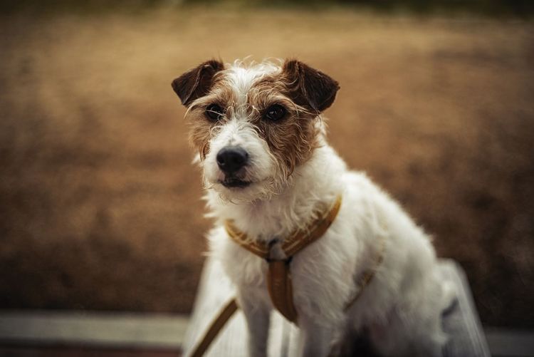 Portrait of white dog
