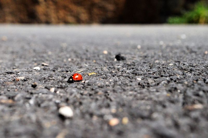 Close-up of ladybug on street