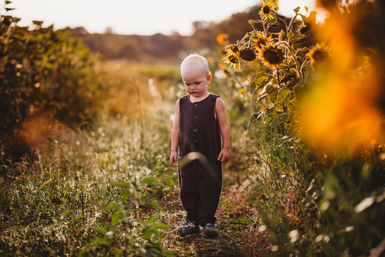 Blonde toddler standing in a sunflower field looking down and sad