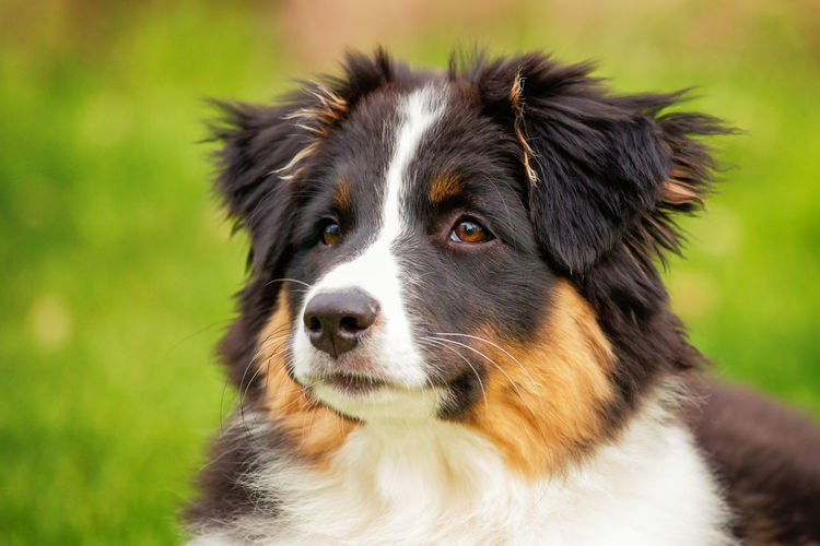 Close-up portrait of dog looking away