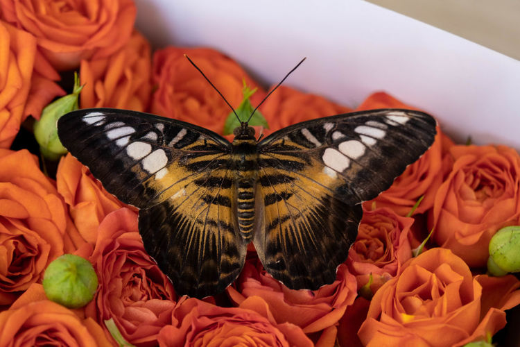 beauty in nature