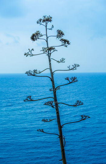 Close-up of tree by sea against sky