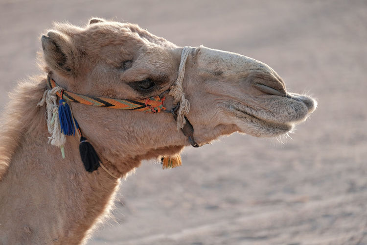 Close-up of portrait of camel