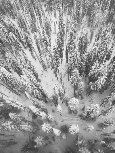 Pine trees in forest during winter