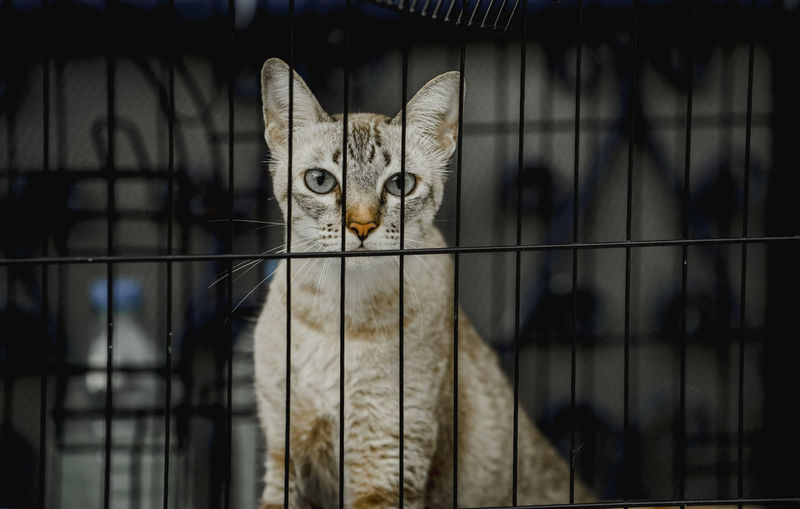 A cat with sad eyes in a cage in an animal shelter. selective focuse