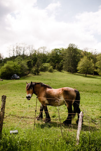 Horse portrait on hillside in france