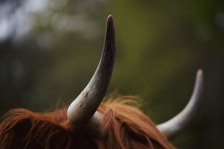 Close-up of horns against blurred background