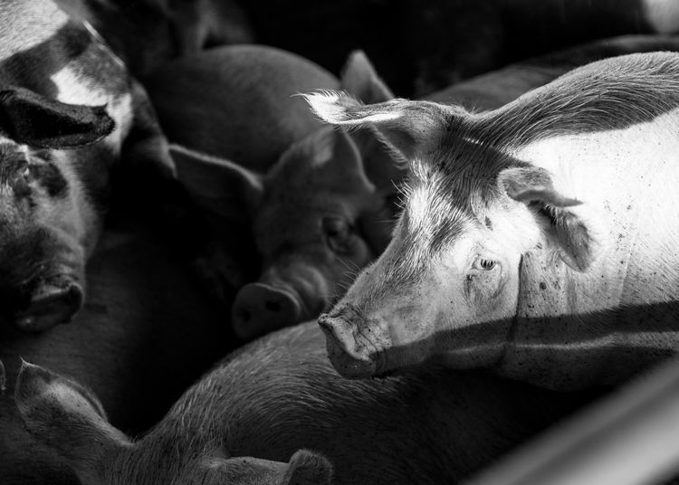 Pigs in pen