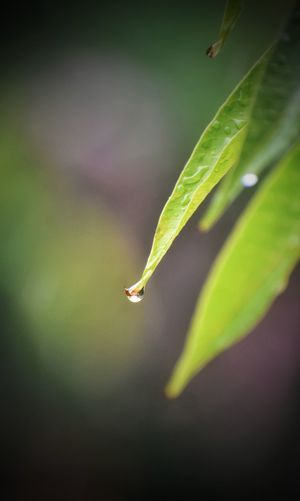 Rain drops in a mango leaf,selective focus on the leaf